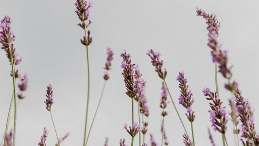 The Ethics of Home Fragrance: Sustainable and Cruelty-Free Options