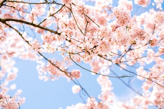 How to Refresh Your Home with Fragrances for Every Season