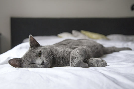 The Benefits of Aromatherapy for Pets: Essential Oils That Can Help Your Furry Friend