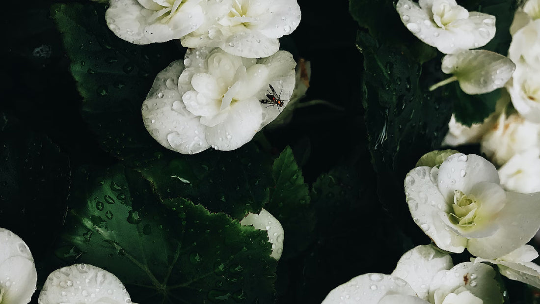 Natural bug repellents for outdoor adventures