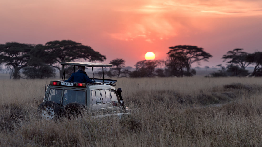Aromas of the Serengeti: Bringing the Essence of Africa into Your Home