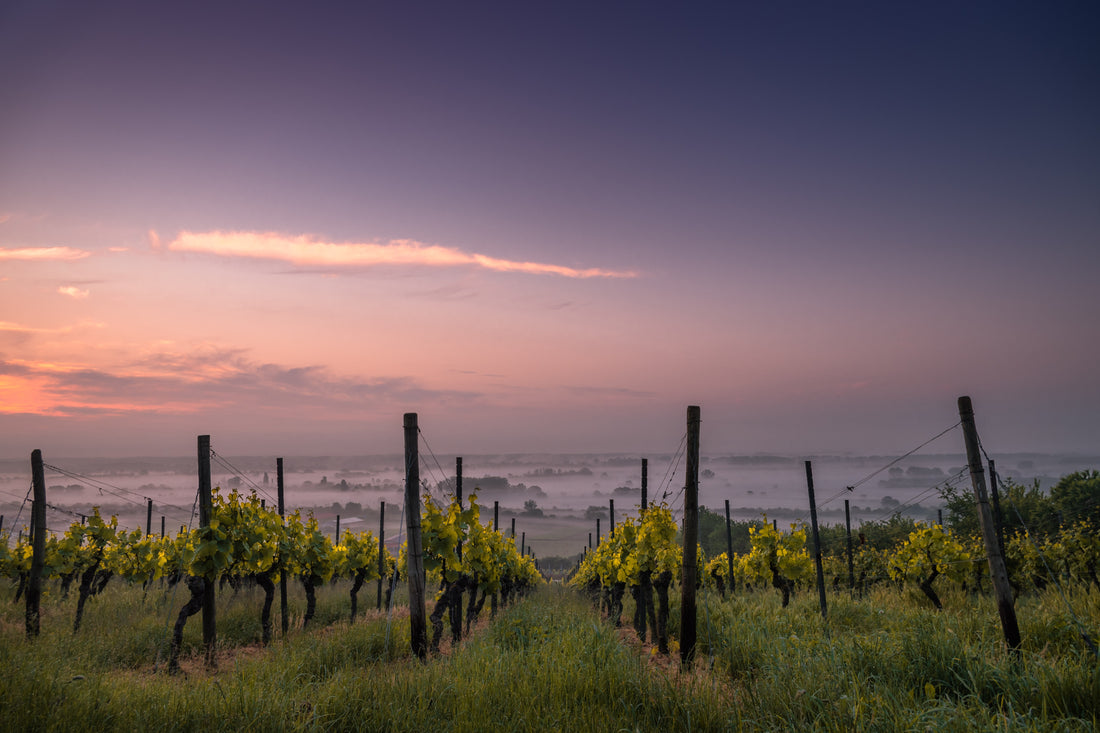 Cape Winelands Aromas: Infusing Your Home with the Scents of South African Vineyards
