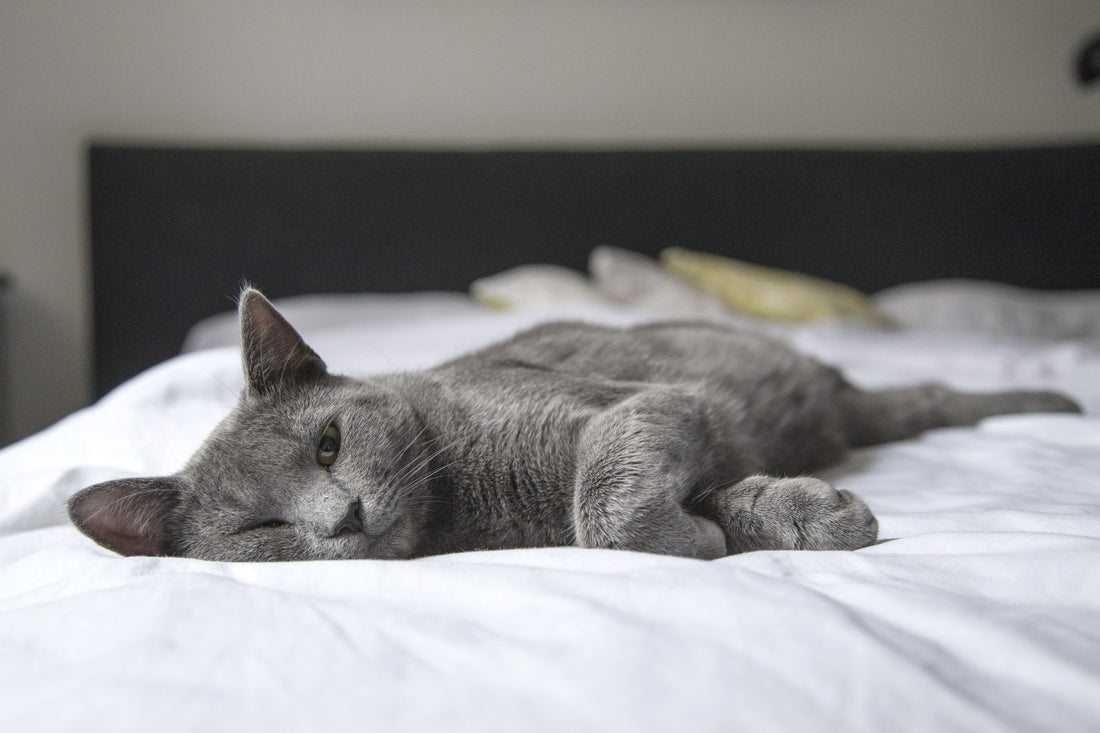 The Benefits of Aromatherapy for Pets: Essential Oils That Can Help Your Furry Friend